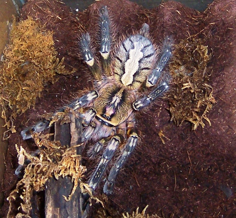 Poecilotheria Ornata
