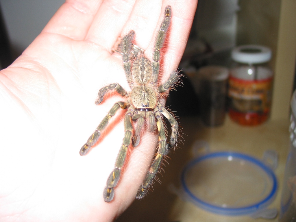 Poecilotheria Ornata