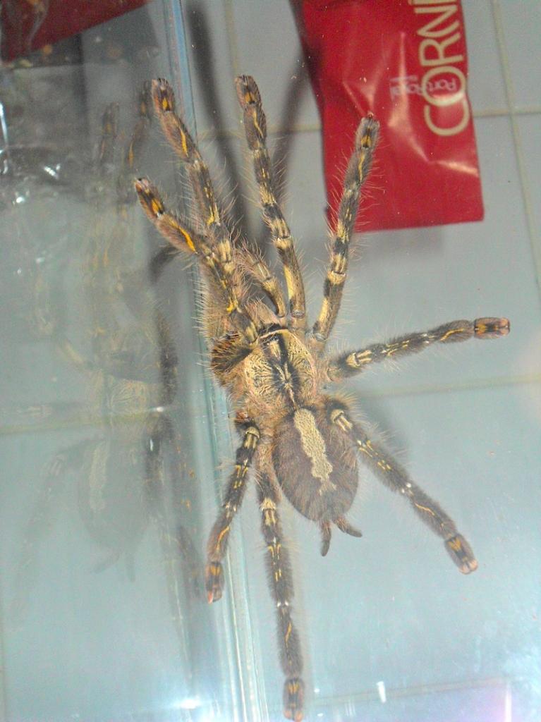 Poecilotheria ornata