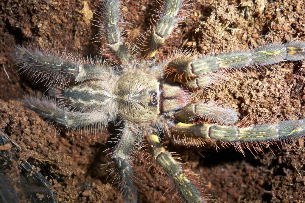 Poecilotheria ornata