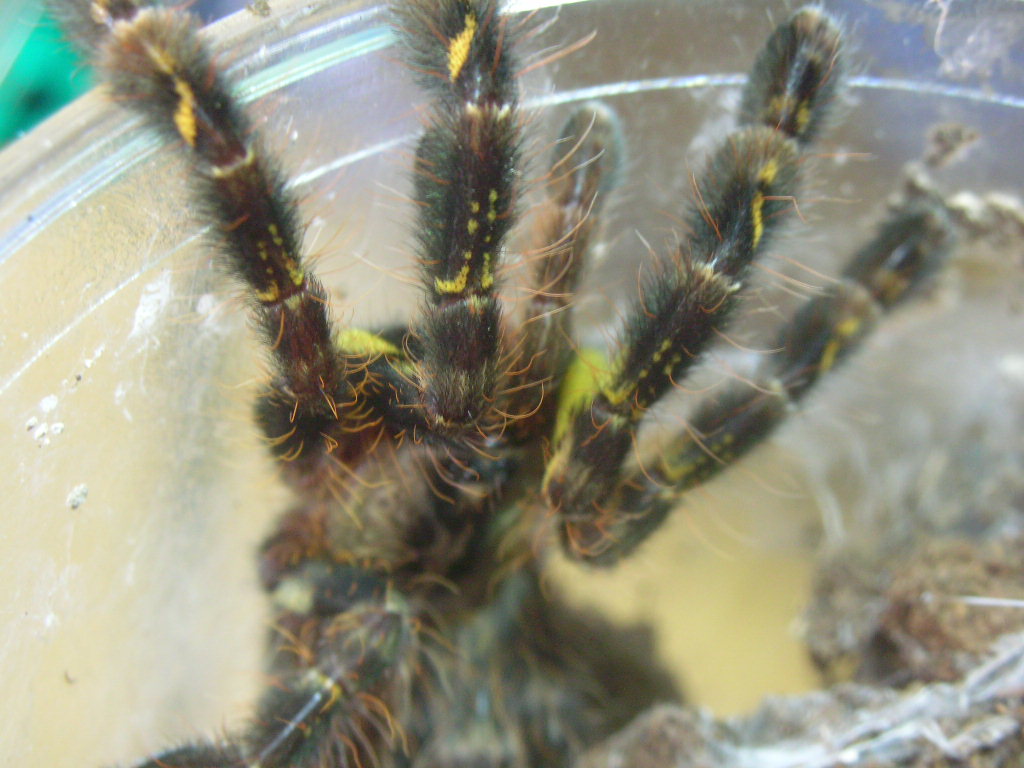 Poecilotheria ornata