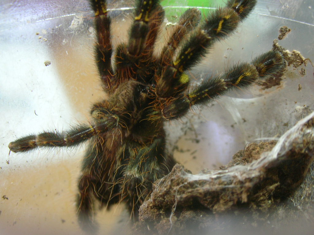 Poecilotheria ornata