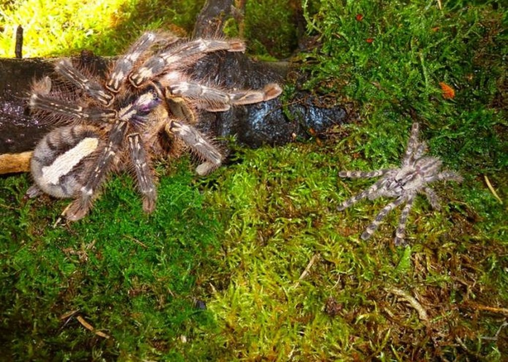 Poecilotheria ornata