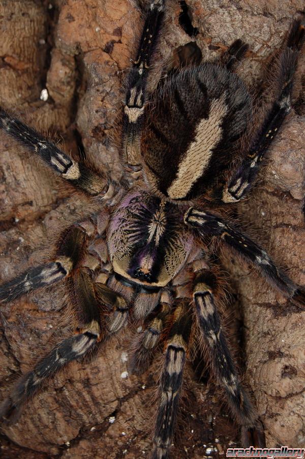 Poecilotheria ornata