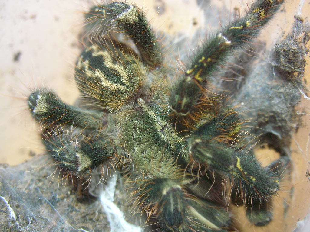 Poecilotheria ornata