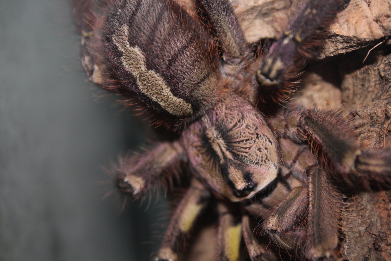 Poecilotheria ornata