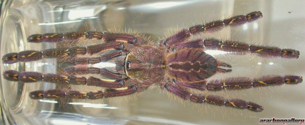 Poecilotheria ornata