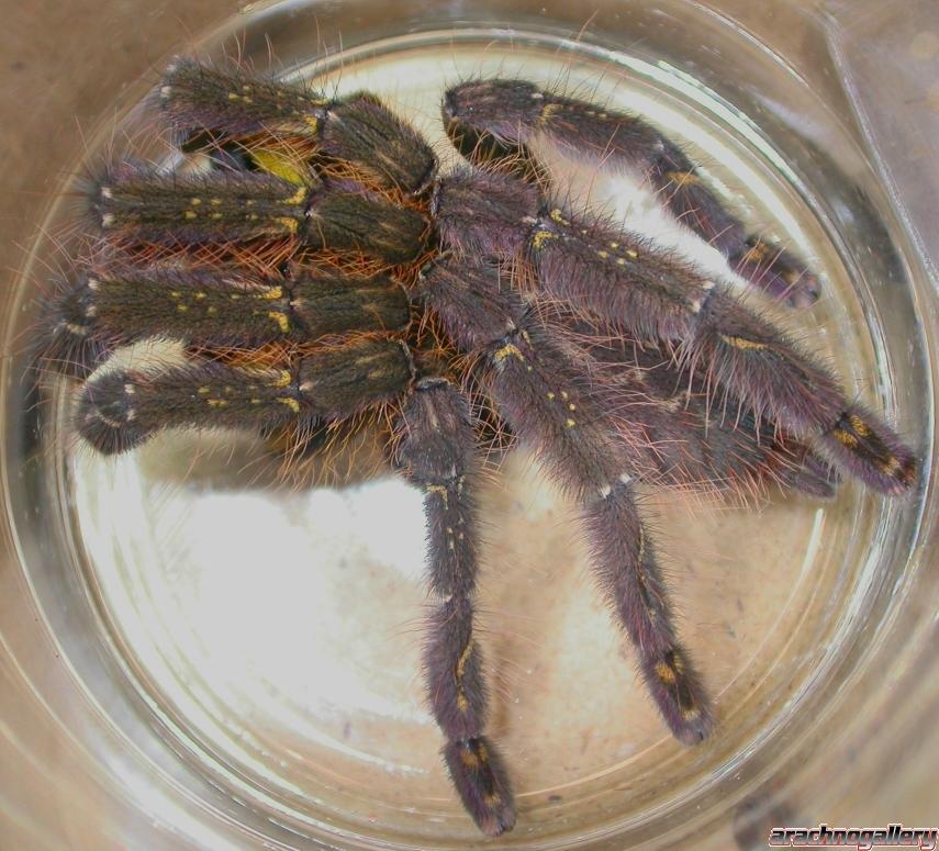 Poecilotheria ornata