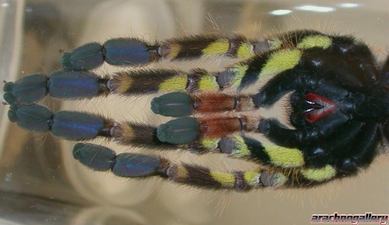 Poecilotheria ornata