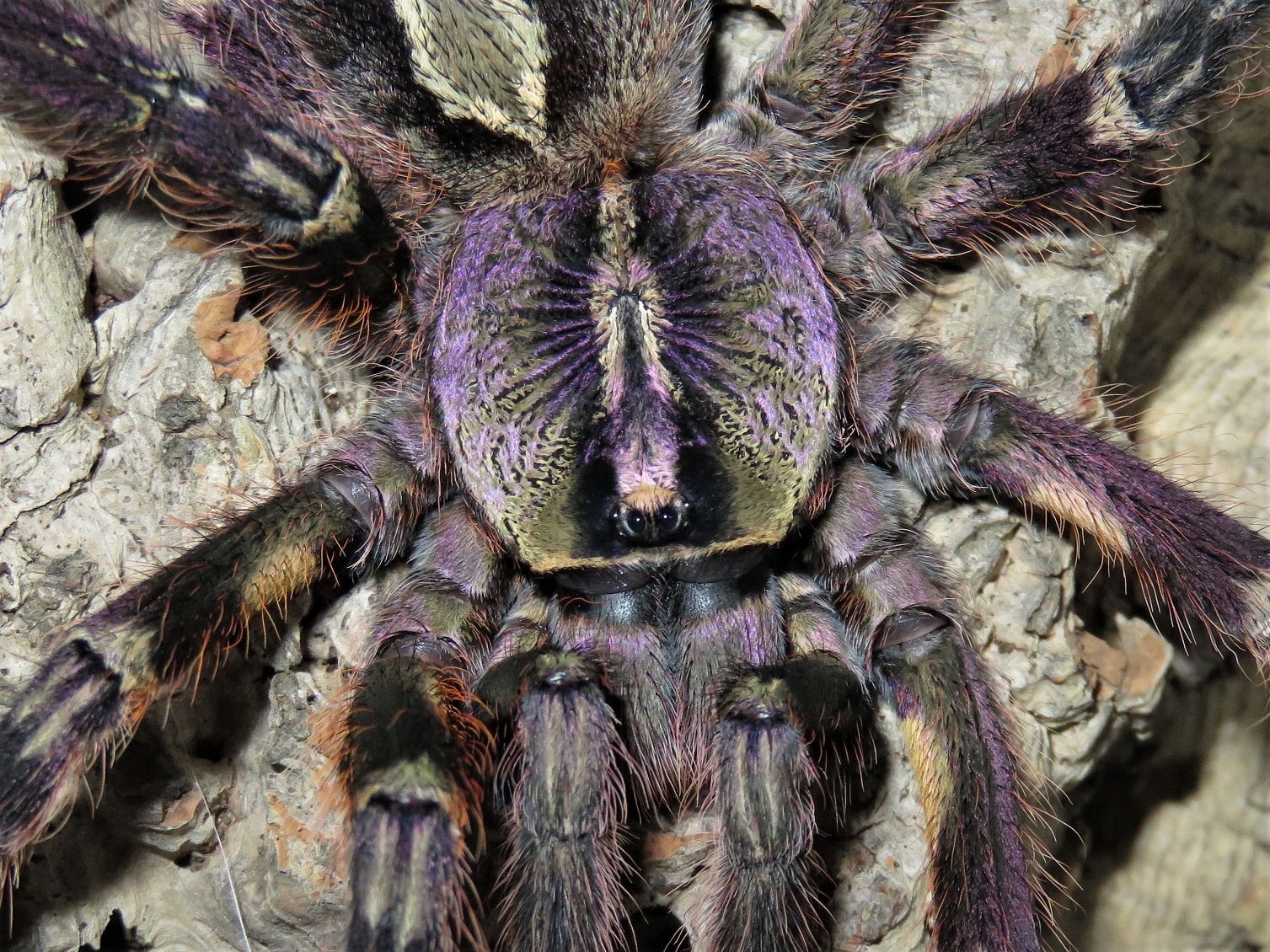 Poecilotheria ornata