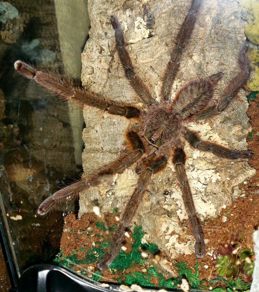 Poecilotheria ornata