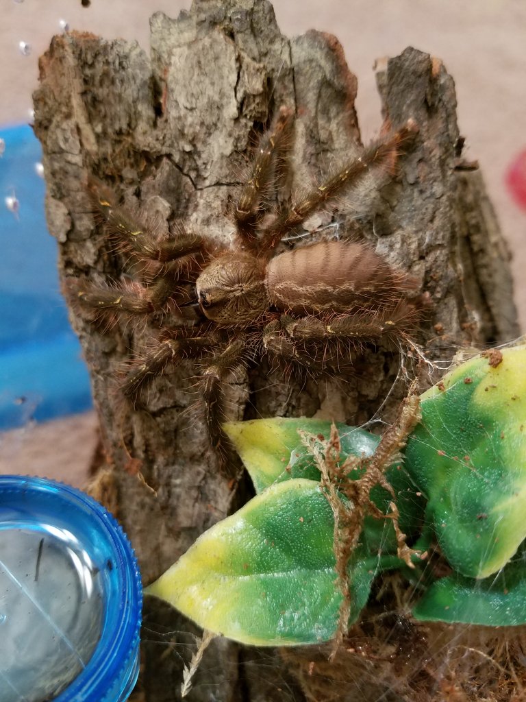 Poecilotheria ornata