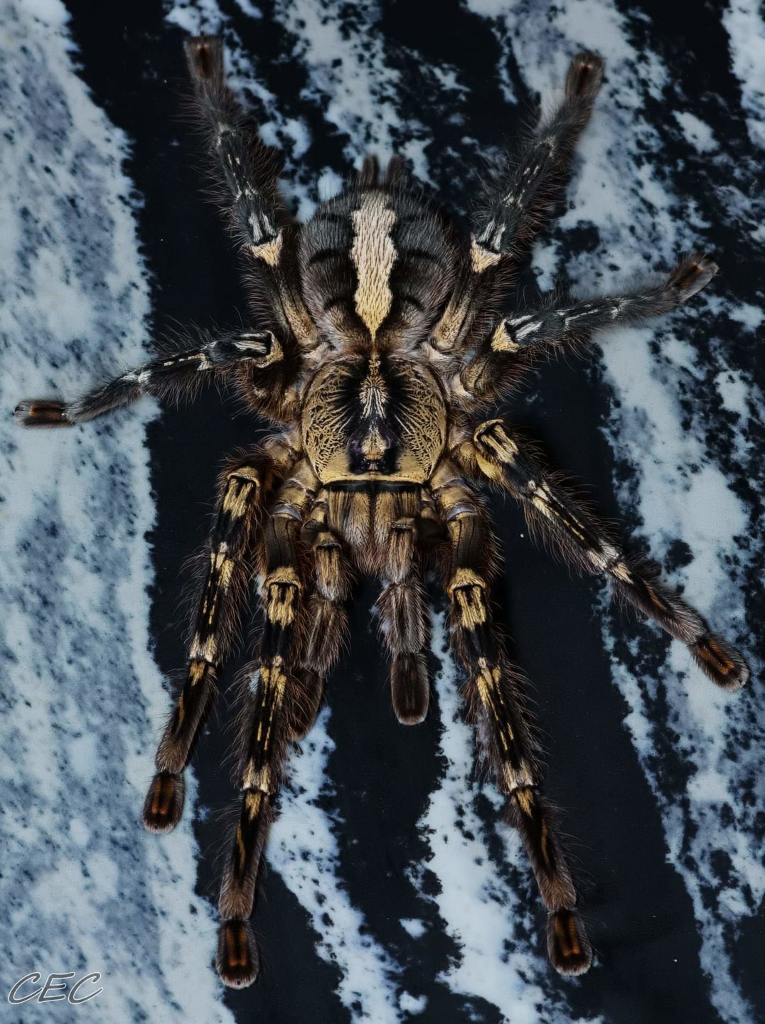 Poecilotheria ornata