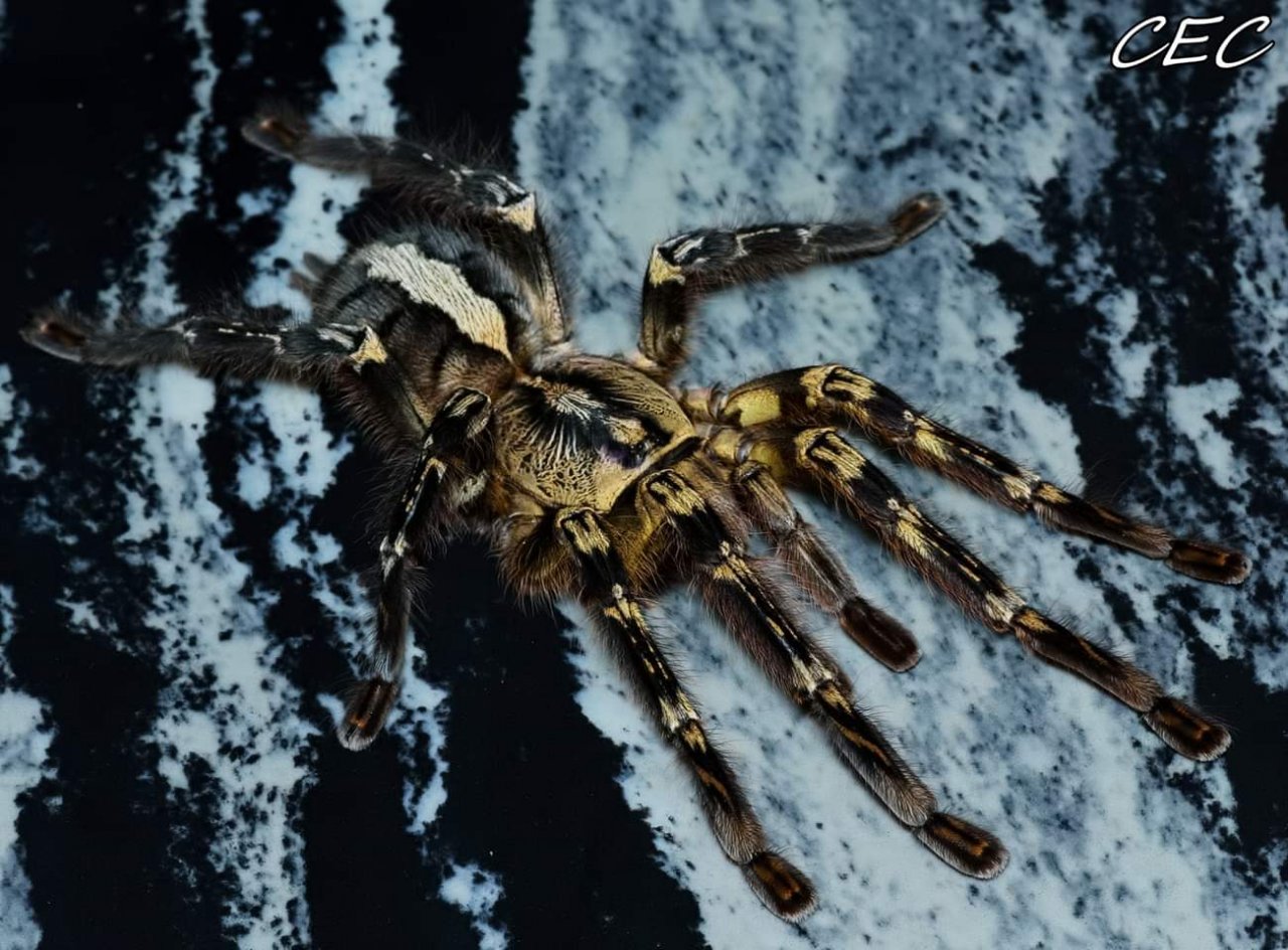 Poecilotheria ornata