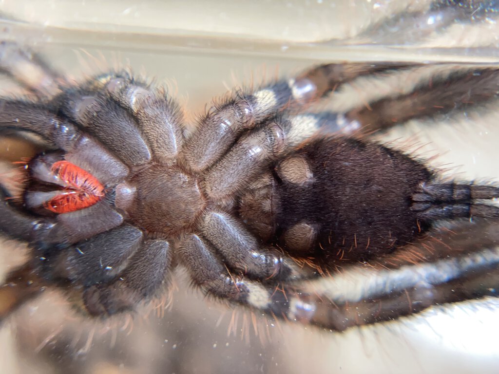 Poecilotheria Ornata