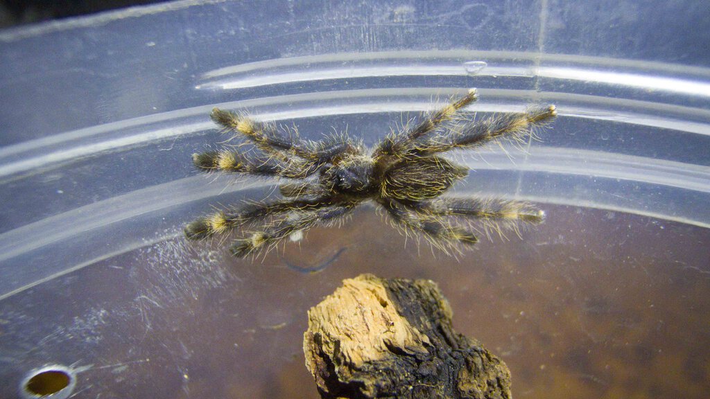 Poecilotheria ornata