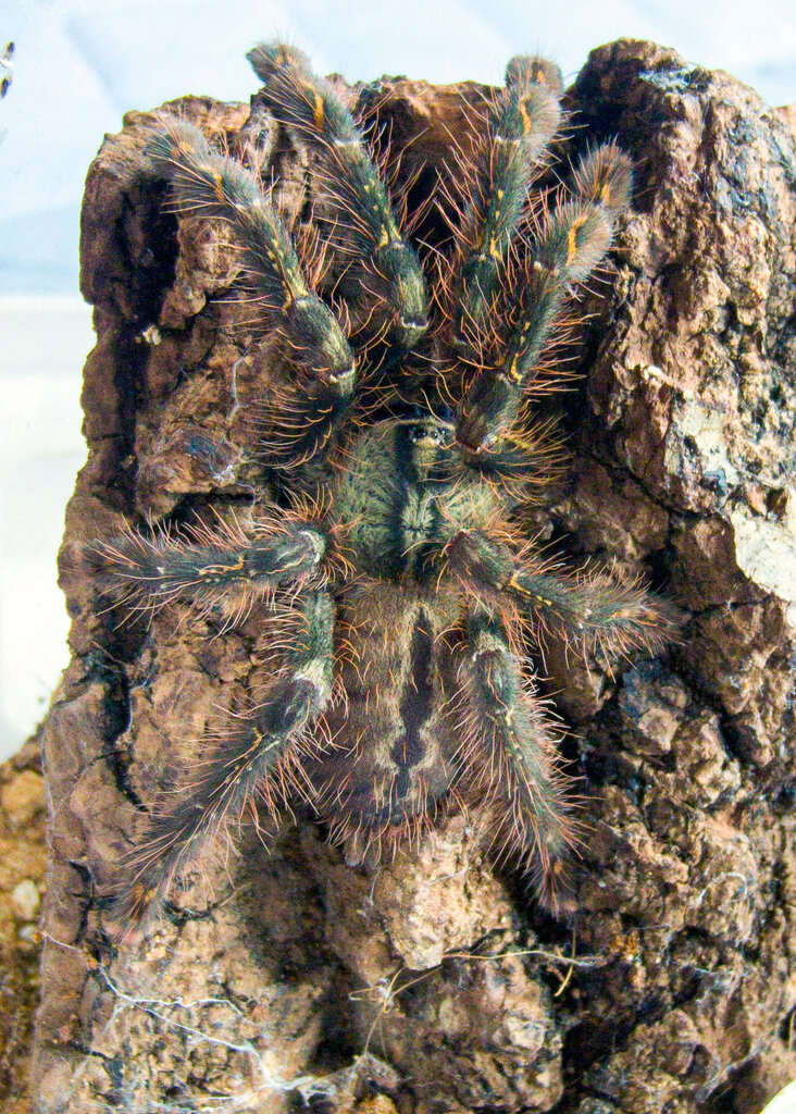 Poecilotheria ornata