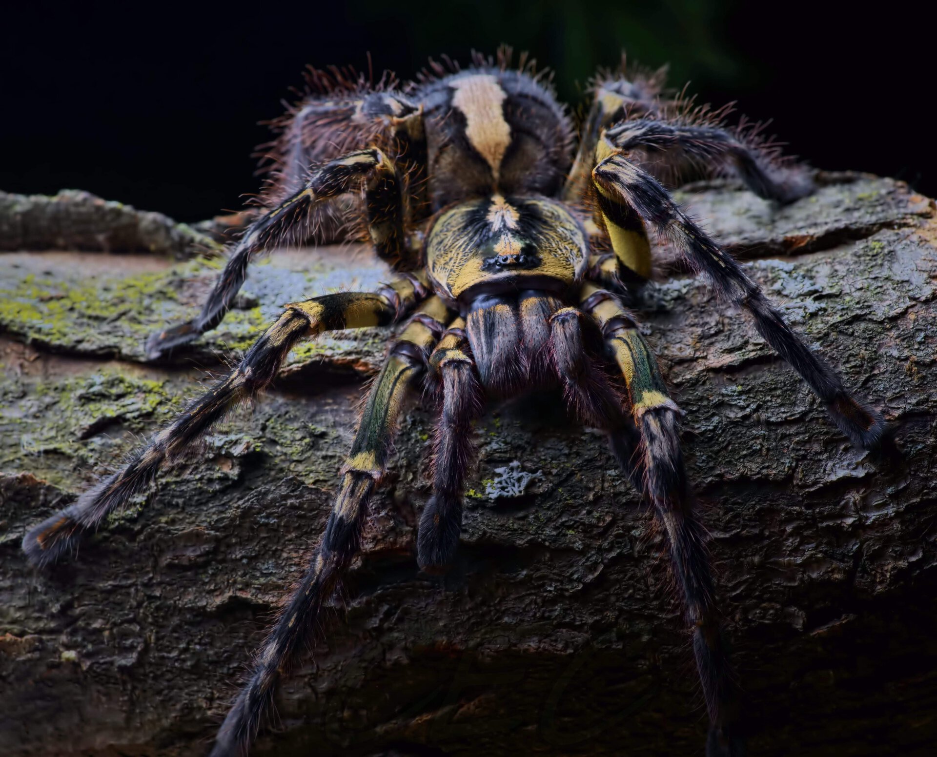 Poecilotheria ornata