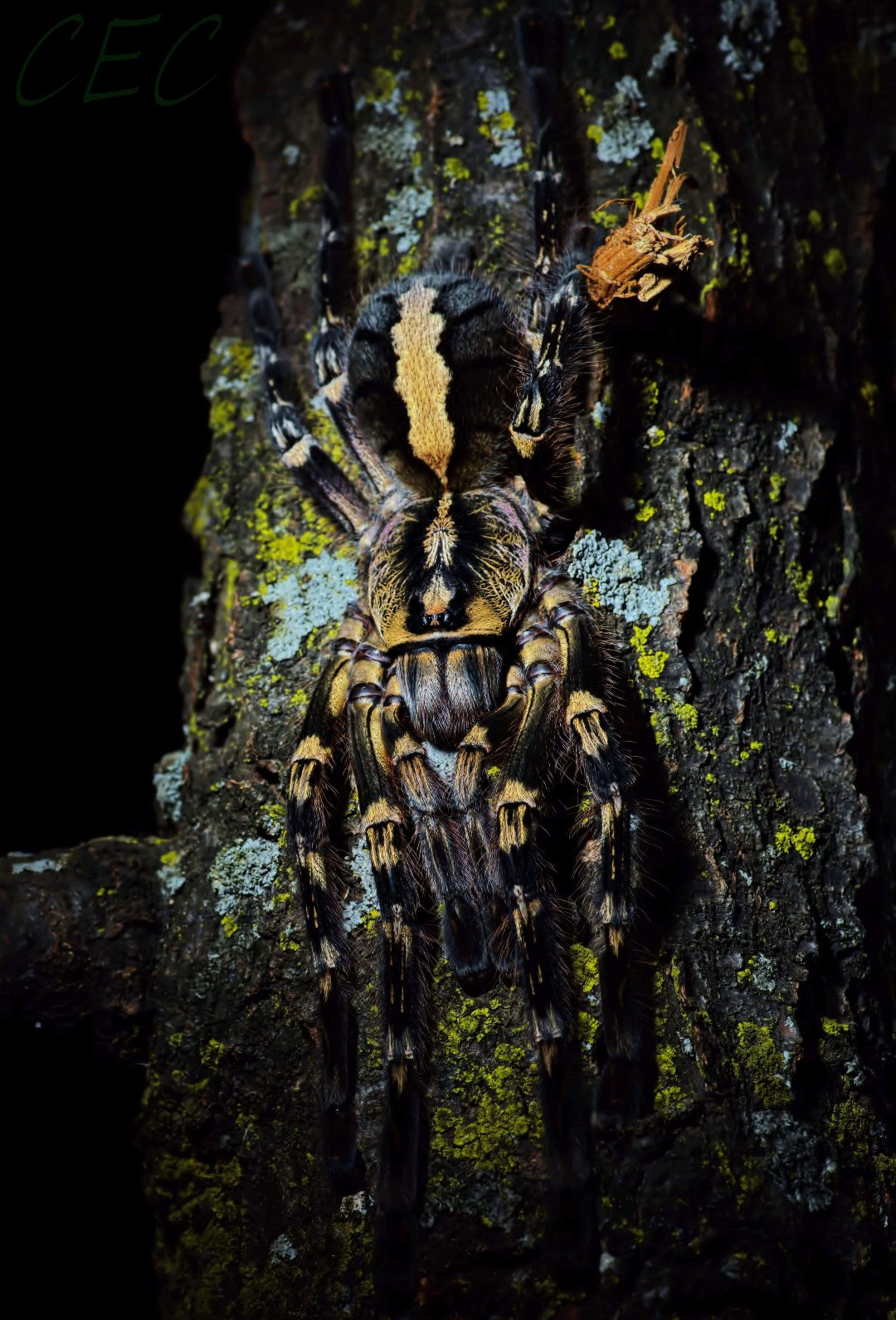 Poecilotheria ornata