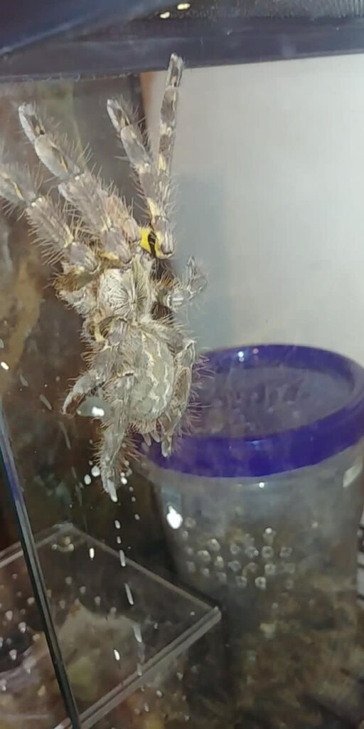 Poecilotheria ornata