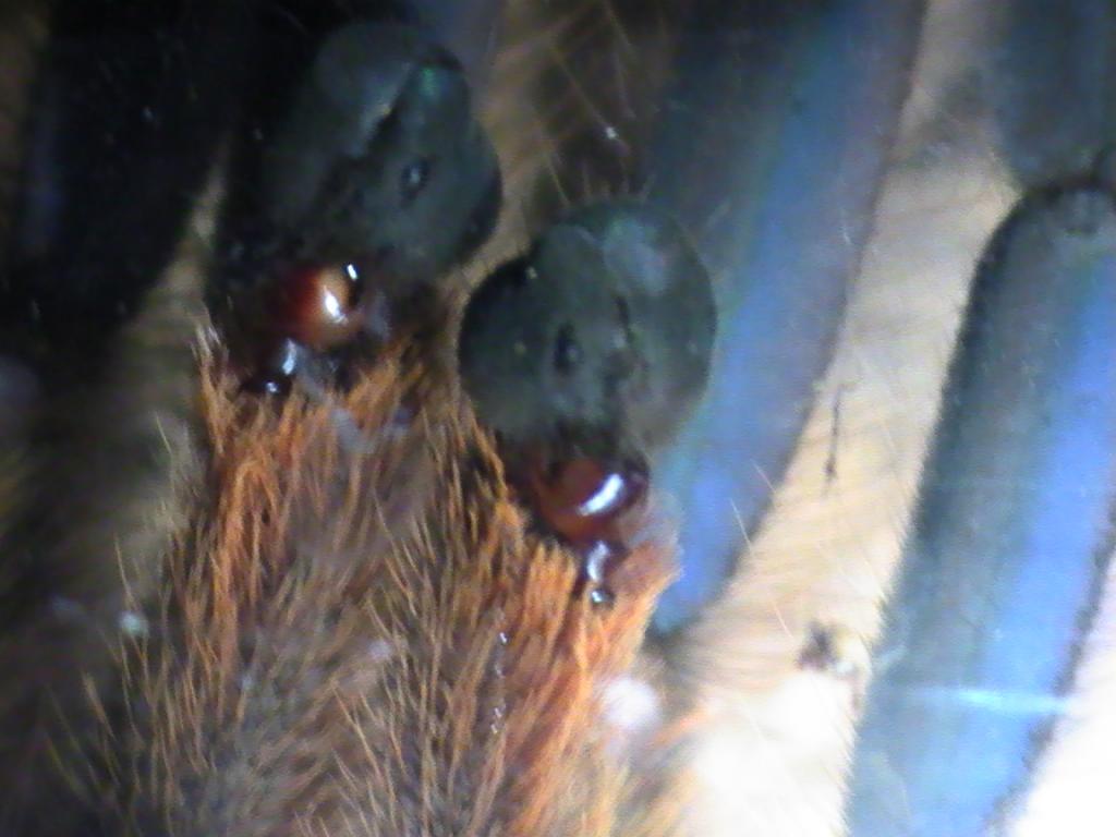 Poecilotheria palpal bulbs L/loaded R/empty