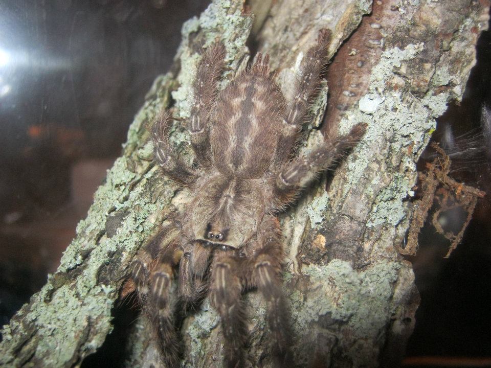 Poecilotheria Pederseni (Ghost Ornamental)