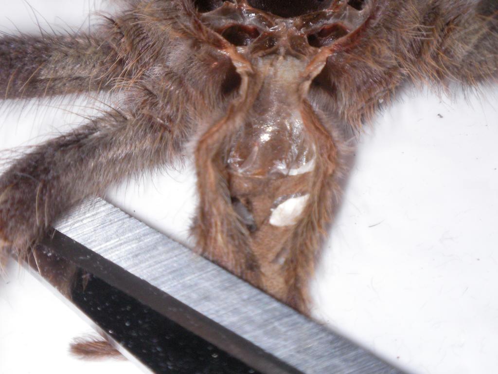 Poecilotheria Pederseni (Male or Female?)