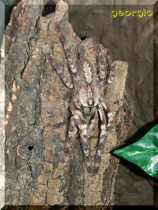 Poecilotheria pederseni subadult female