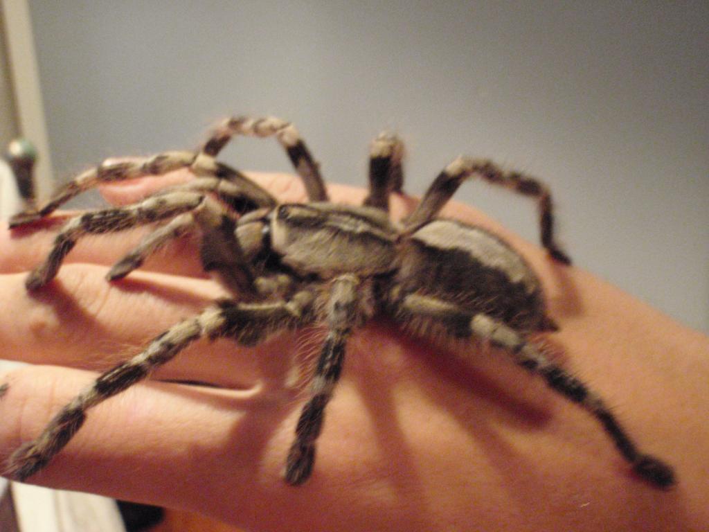 Poecilotheria Pederseni