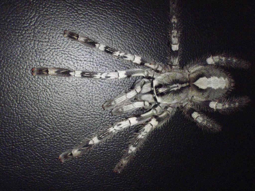 Poecilotheria Pederseni