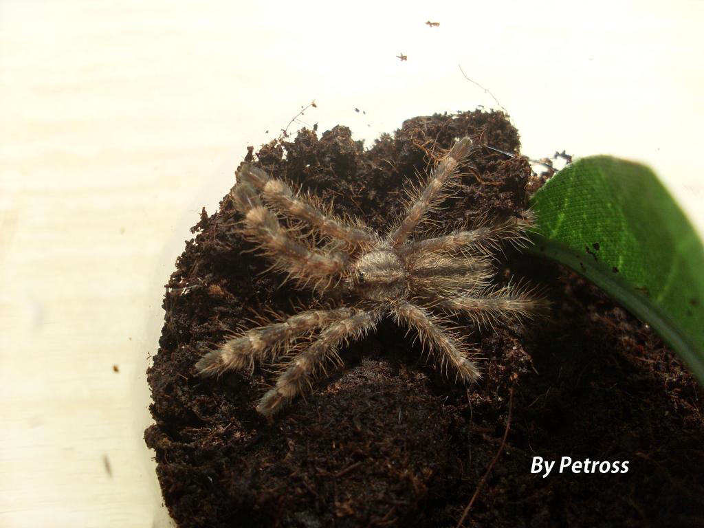 Poecilotheria pederseni