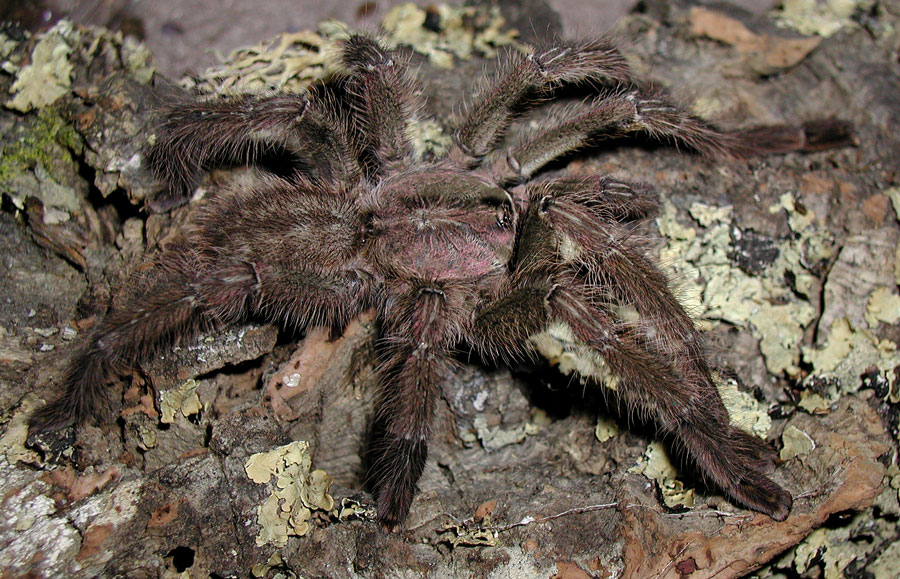 Poecilotheria pederseni