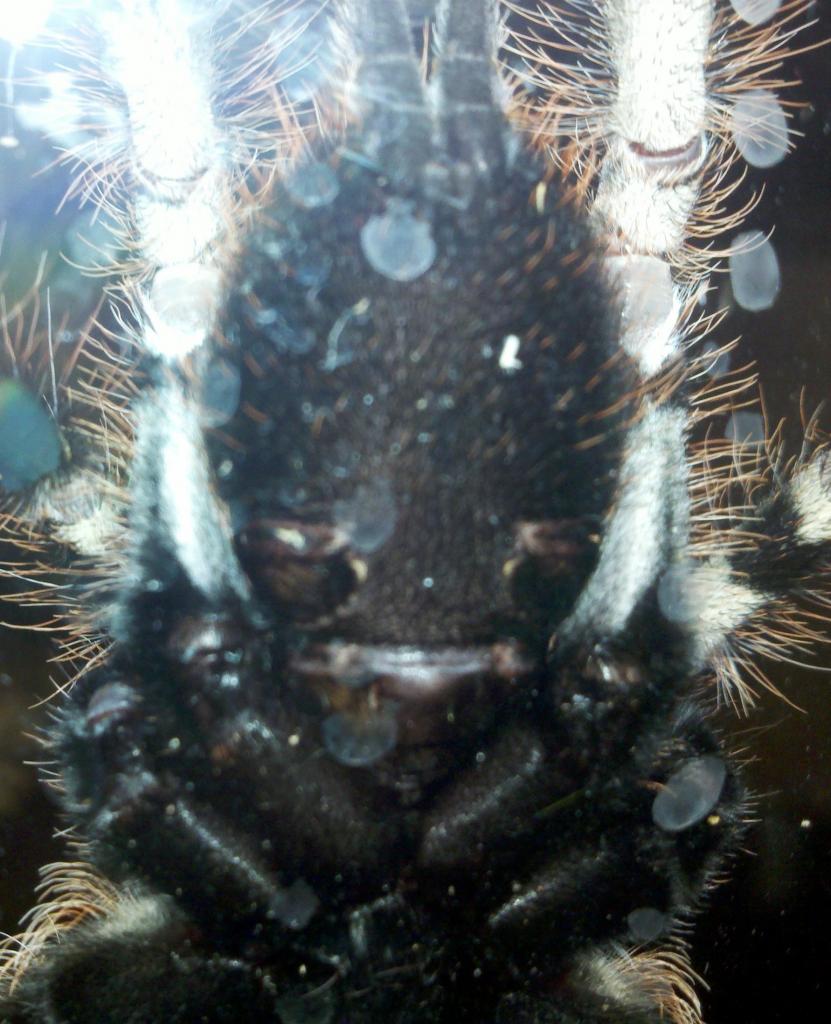 Poecilotheria Pedersini Female??