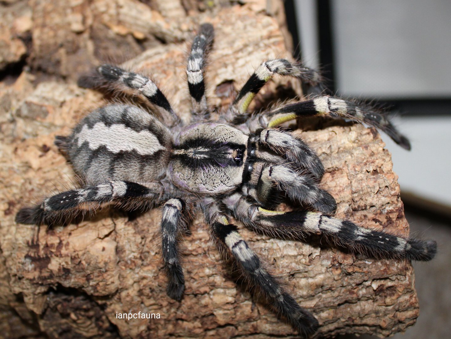 Poecilotheria regalis 0.1