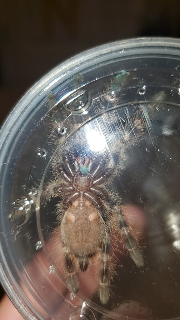 Poecilotheria regalis 2"