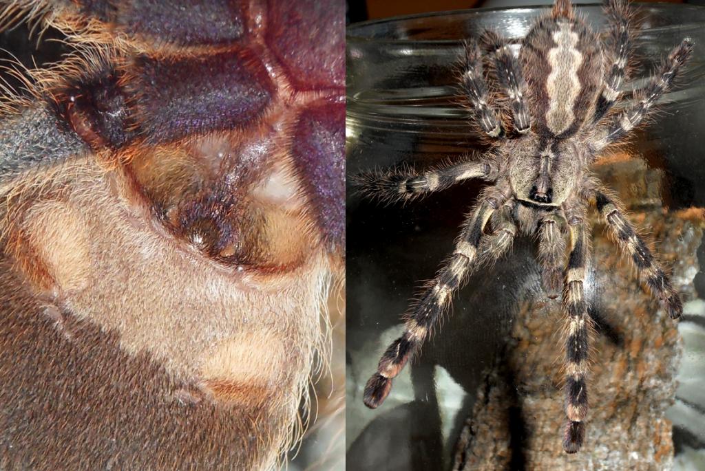 Poecilotheria regalis 4''