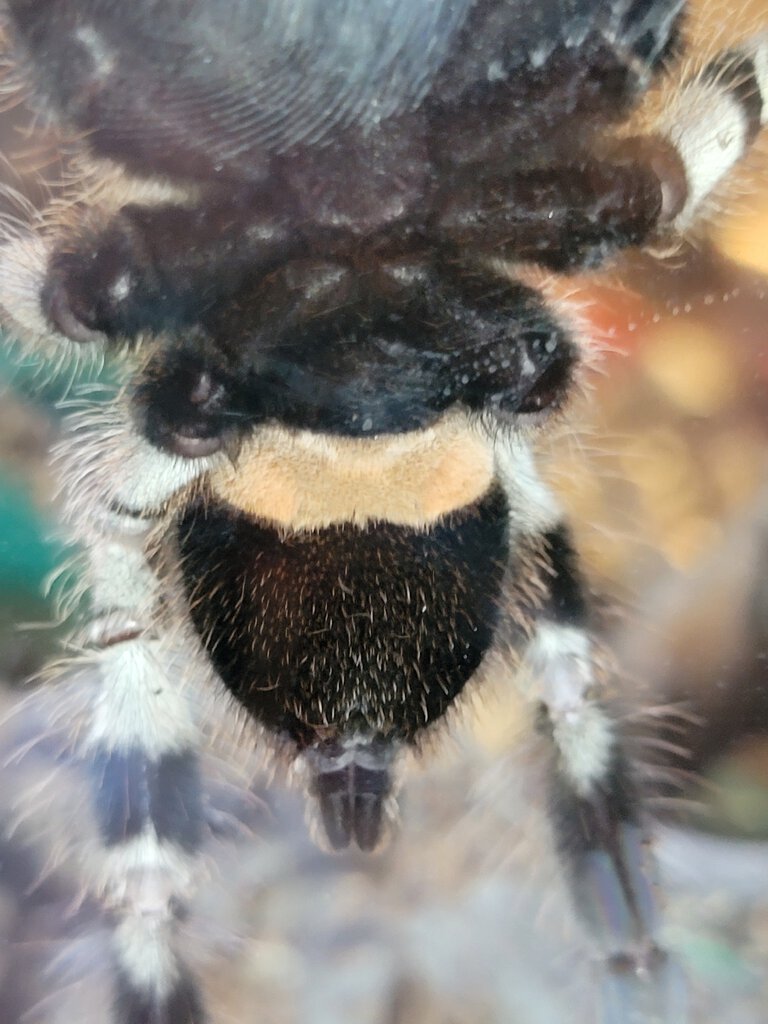 Poecilotheria regalis, 5in DLS