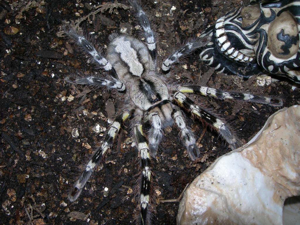 poecilotheria regalis 8 inch