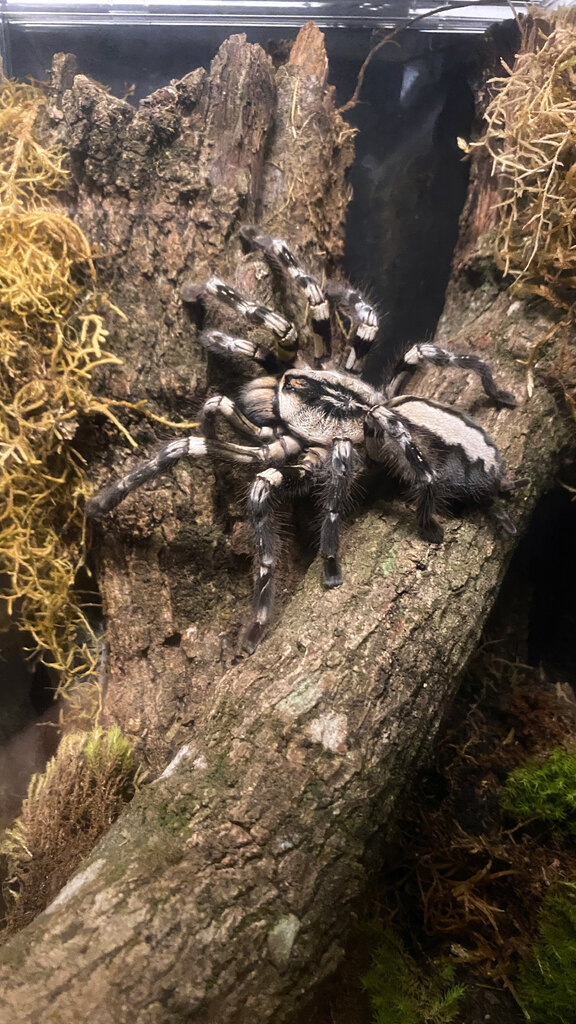 Poecilotheria regalis adult female