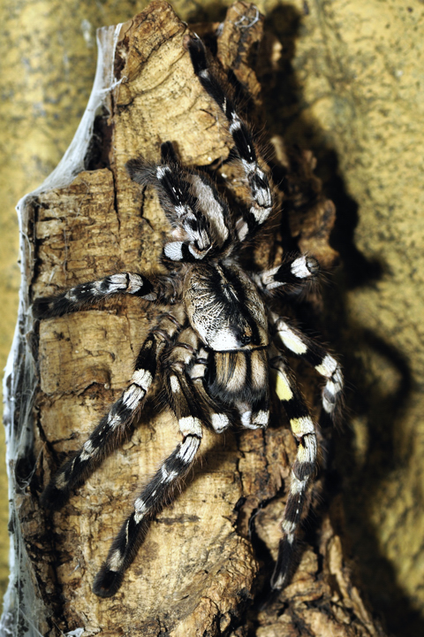 Poecilotheria regalis, female.