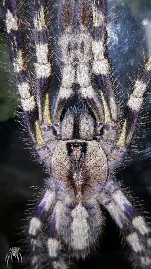 Poecilotheria Regalis Indian Ornamental Arachnoboards