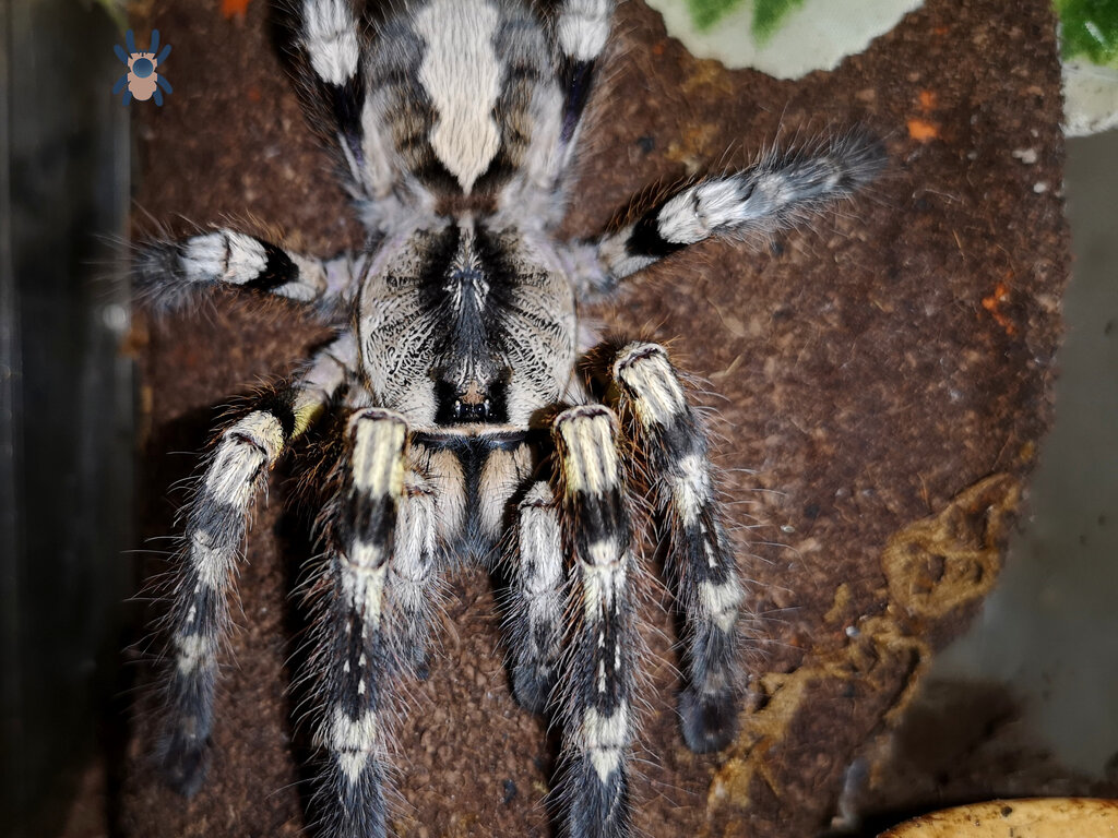 Poecilotheria regalis (Indian Ornamental)