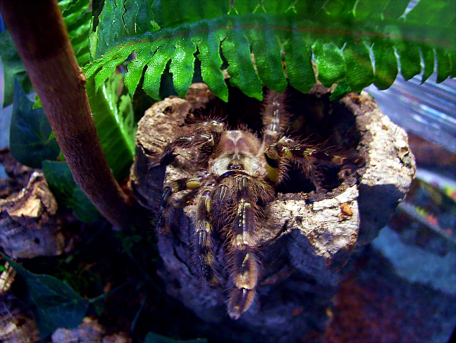 Poecilotheria regalis juv.