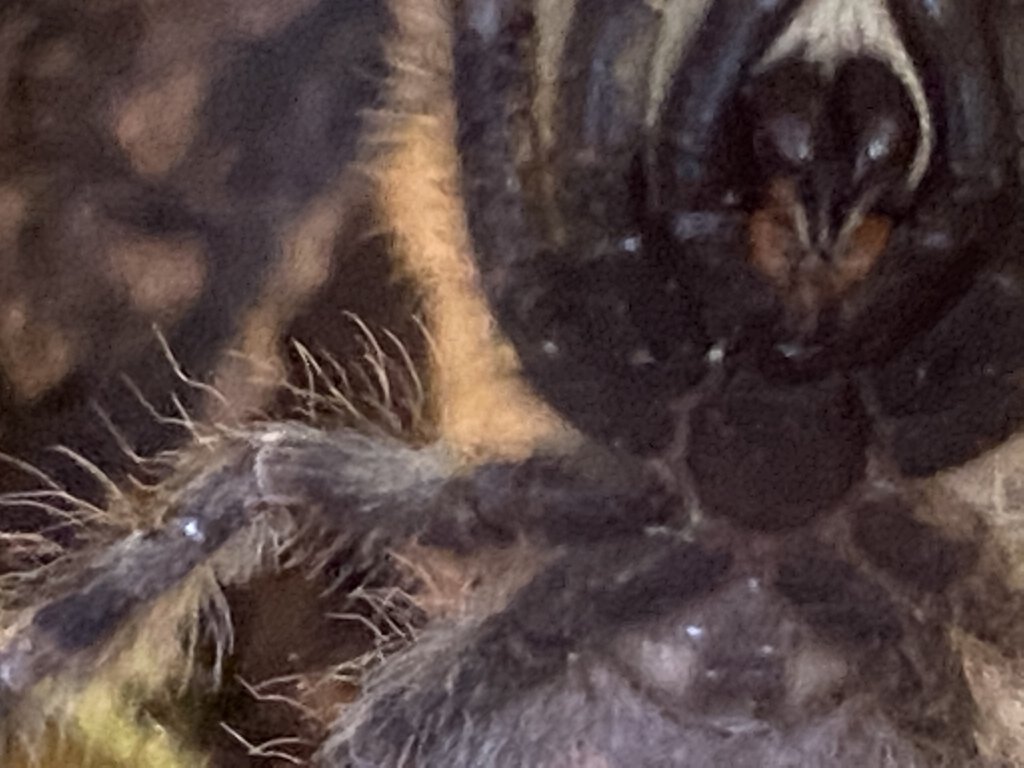 Poecilotheria Regalis male or female [1/2]