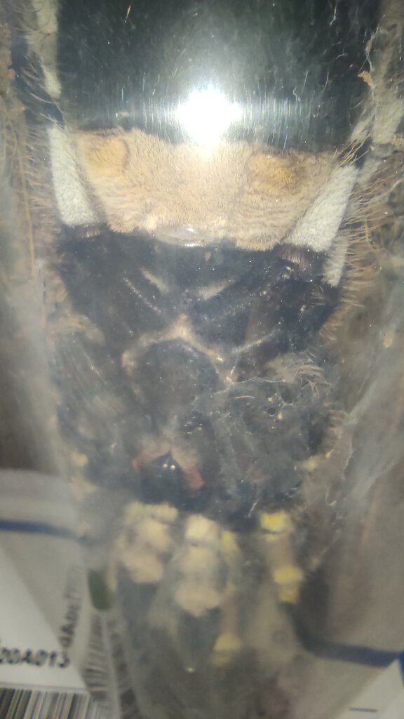 Poecilotheria regalis male or female? 3,5 cm body