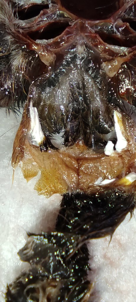 Poecilotheria regalis male or female? 4 cm body