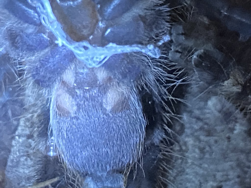 Poecilotheria Regalis Male or Female