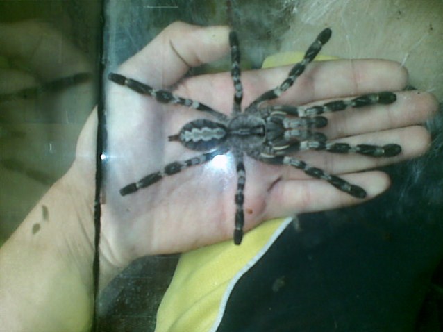 Poecilotheria Regalis Male