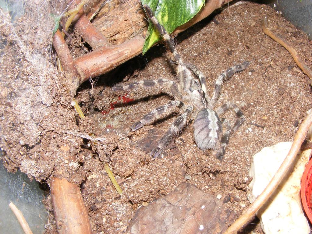 Poecilotheria Regalis Male