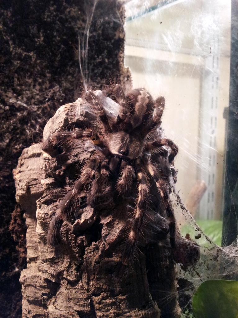 Poecilotheria regalis male.